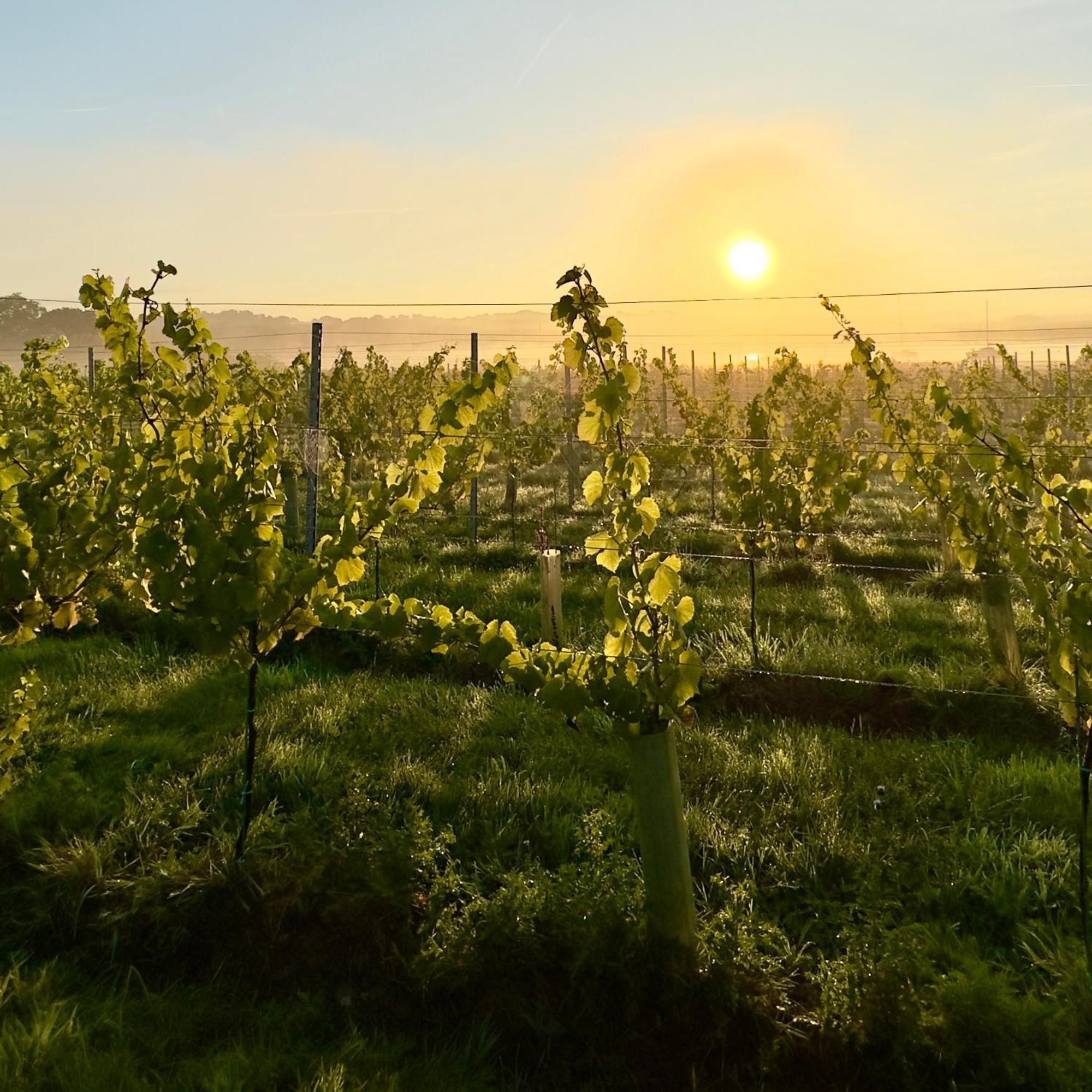 Вілла Pinkmead Estate And Vineyard Osborne  Екстер'єр фото